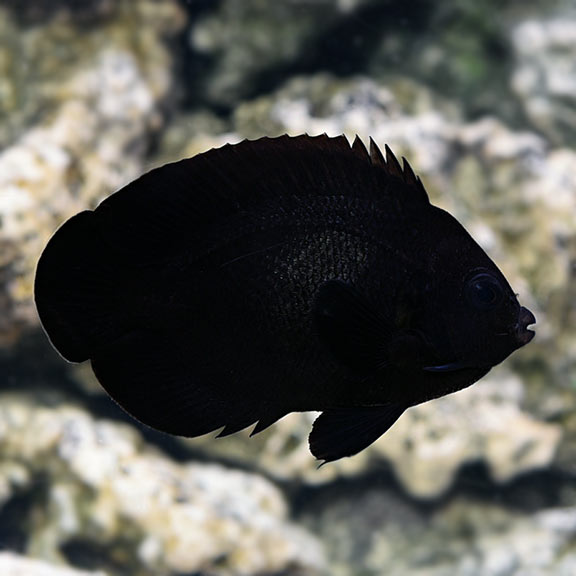 Midnight Nox Angelfish