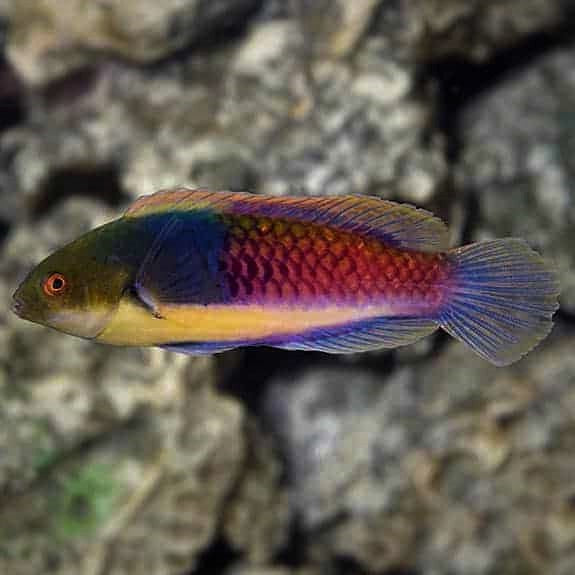 Blueside Fairy Wrasse