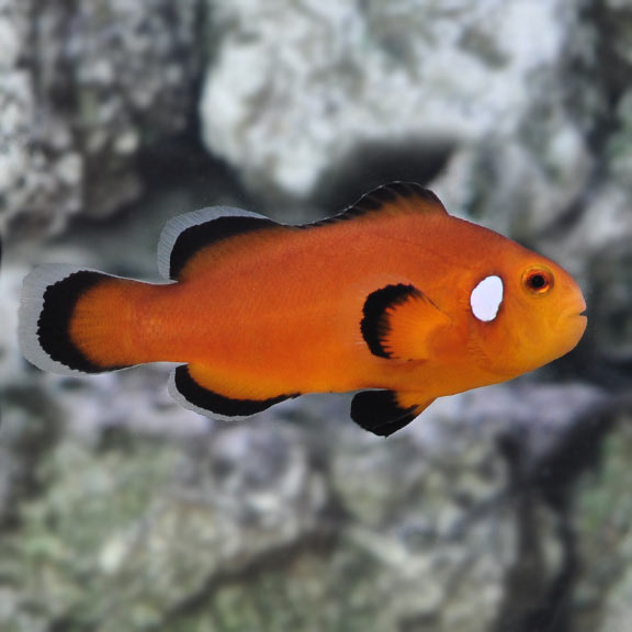 Nearly Naked Clownfish