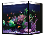 Desktop Cube Aquarium Setup