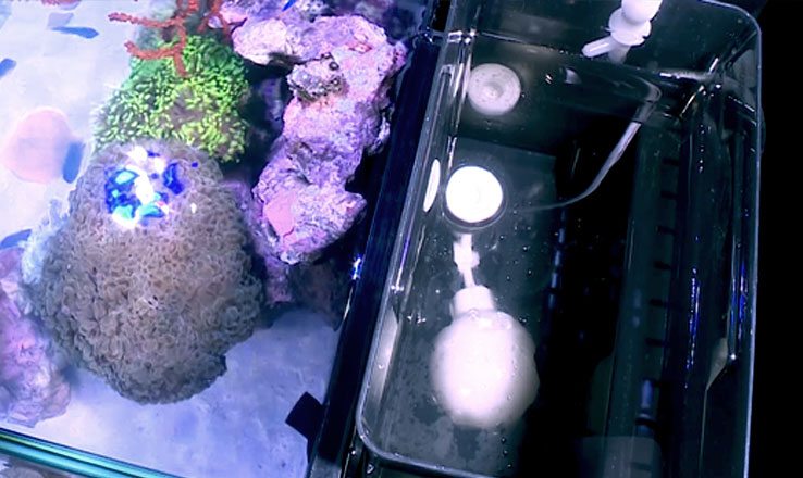 Max Complete Reef System (20 Gal) Wave Aquaria