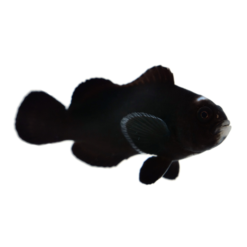 Halo Midnight Black Clownfish