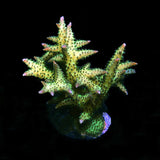 ORA Ponape Birdnest Corals