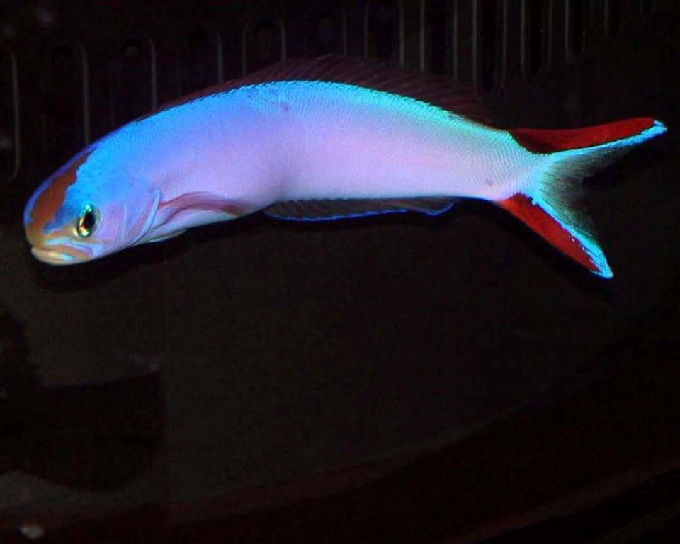 Purple Tilefish – New Wave Aquaria