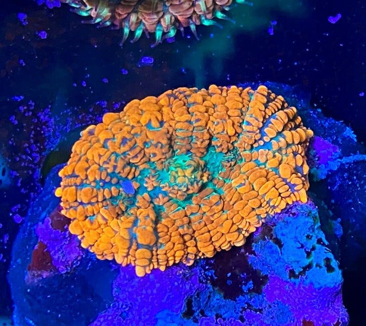 NWA Orange Crush Rhodactis