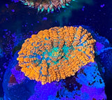 NWA Orange Crush Rhodactis