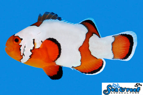 Premium Snowflake Clownfish