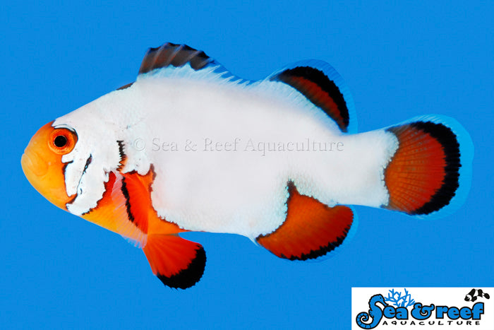 Ultra Snowflake Clownfish