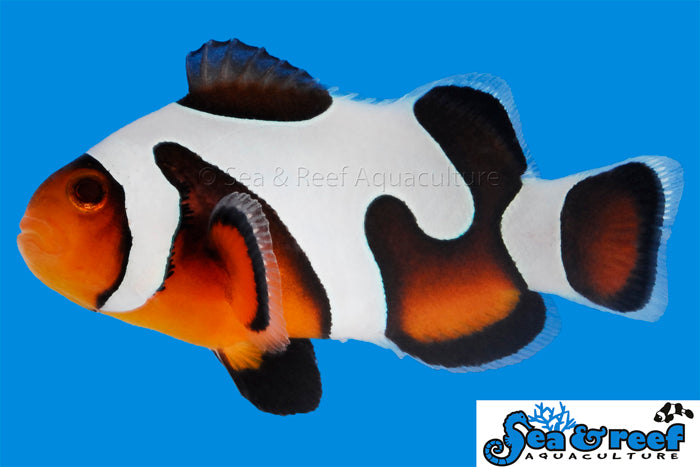 MochaVinci Clownfish Grade B