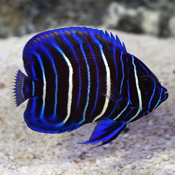 Blueface Angelfish Juvenile
