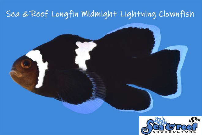 Longfin Lightning Clownfish